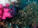 Raja Ampat03_4240391