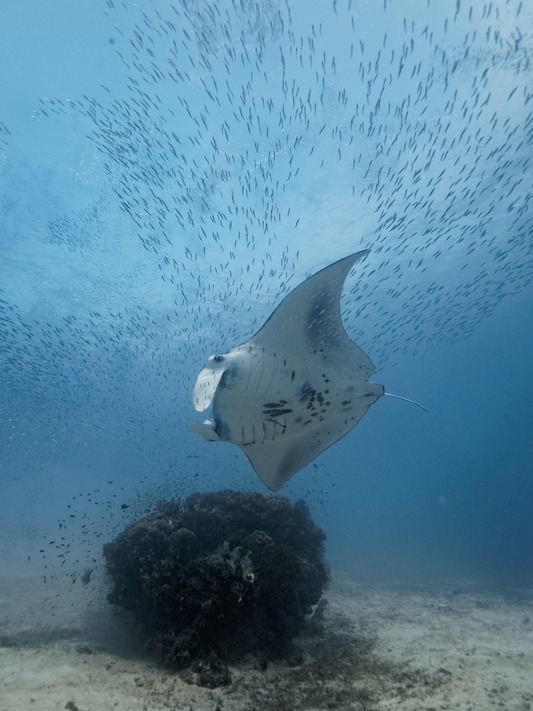 Raja Ampat09_4250288