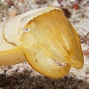 Raja Ampat13_4260447