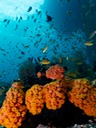 Raja Ampat33_4280835